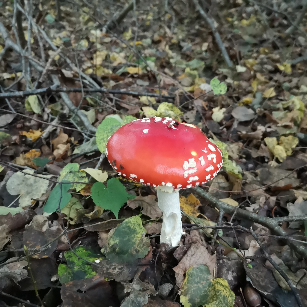 Les champignons se dévoilent !