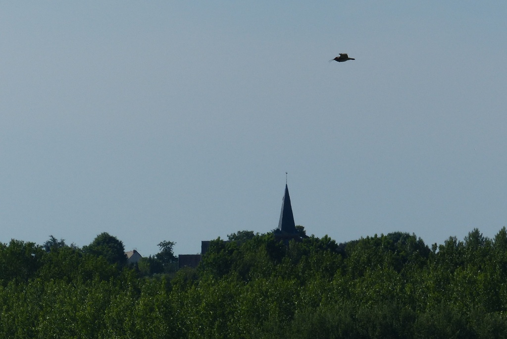 À l'écoute des oiseaux